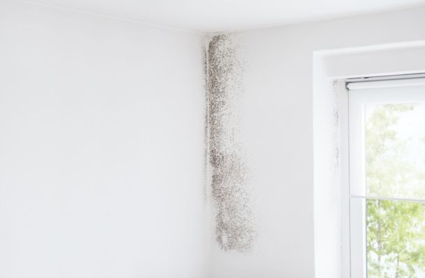 Lexington-Kentucky-Mold-Remediation-Project-1-1